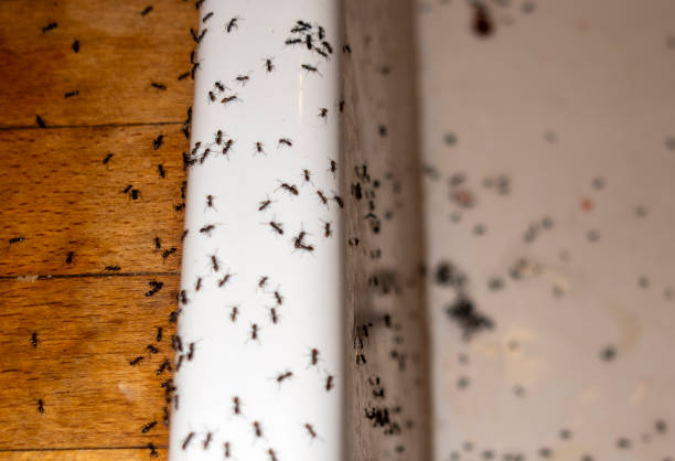 Pest Prevention Services in Oakland, FL