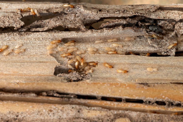 Pest Prevention Services in Oakland, FL